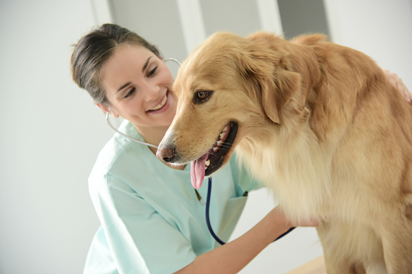 3 Symptoms of Untreated Hypertension in Dogs